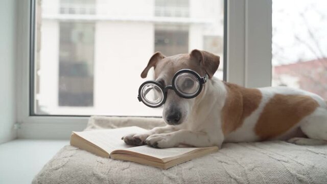 reading dog in glasses. Dog nerd digging for information. using a book  sniffing and turning pages. Adorable small dog Jack Russell terrier in glasses reading book. Video footage