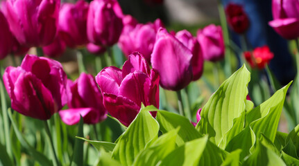Close-up of a pink tulips. Spring nature composition
