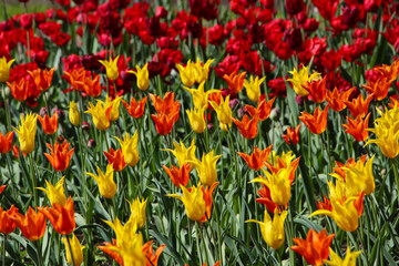 Spring floral background with a lot of multicolored red and yellow tulip flowers, selective focus