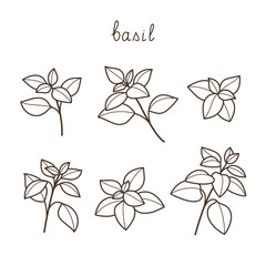 Branch of basil. Contour vector illustration.