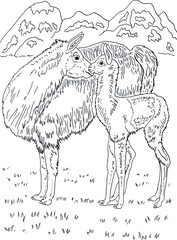 coloring book lama and cub vector alpaca