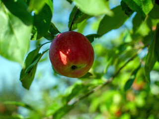 red apples on a branch of an apple tree in the garden