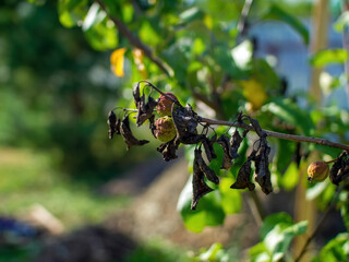 apples wilted on a branch in the garden