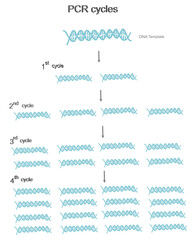 The copy number of DNA template each amplification cycle for Polymerase Chain reaction (PCR)