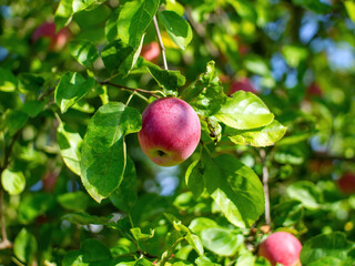 red apples on a branch of an apple tree in the garden