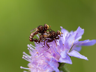 Flies Mating on Scabious Flower