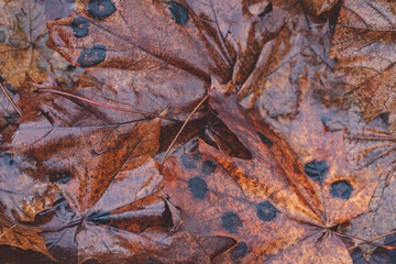 wet maple leaves on ground