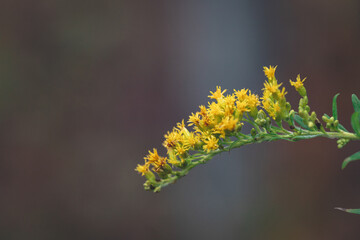 Simple pretty yellow flowers of Canadien goldenrod Solidago canadensis in sunny summer natural meadow