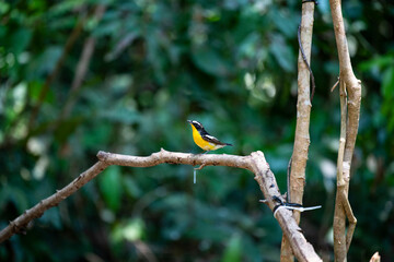 Yellow - rumped Flycatcher
