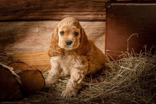 american spaniel puppy next to a suitcase