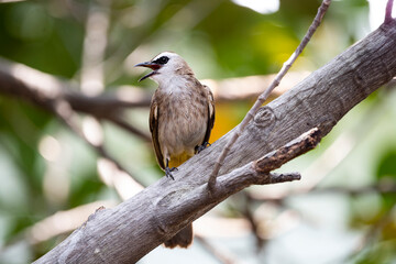 Yellow - vented Bulbul