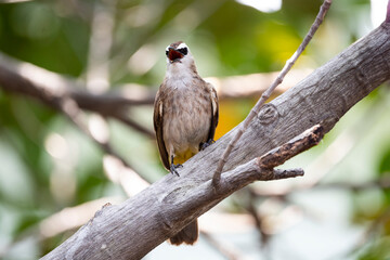 Yellow - vented Bulbul