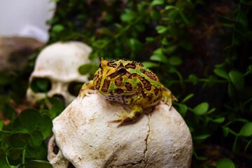 A slingshot frog sits on a white stone. Behind the background is a skull. Filmed in the studio. 