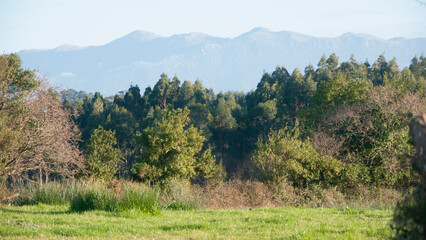 Pradera verde entre arboles y monta&ntilde;as en el horizonte 