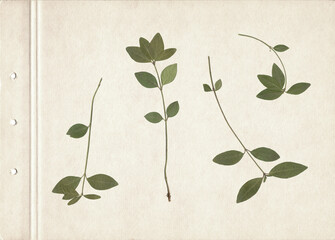 Scan of green leaves of a cherry tree with petioles. Vintage deciduous herbarium background on a...