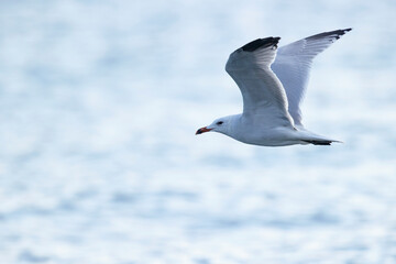 Fototapeta na wymiar Audouin's gull (Ichthyaetus audouinii) flying above the Mediterranean Sea.