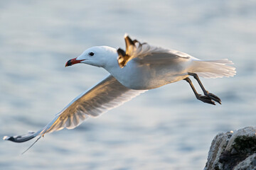 Audouin's gull (Ichthyaetus audouinii) taking off above the Mediterranean Sea.