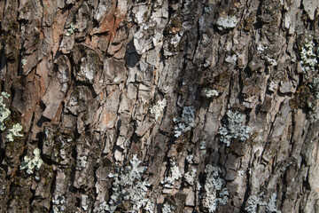 Corteccia di quercia