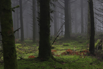 un rayon de soleil perce le brouillard dans une forêt limousine en hiver