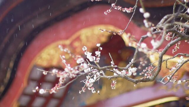太宰府天満宮の梅の花に降る雪。日本の冬の雪景色。初春
