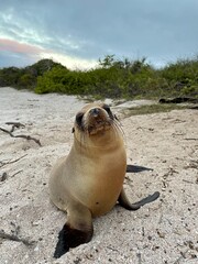 Fototapeta premium baby sea lion on the beach