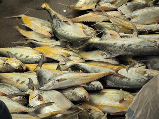 fresh fish in the market
