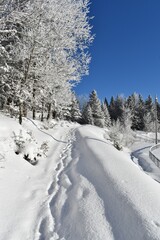 A frozen forest under a blue sky, Sainte-Apolline, Québec, Canada