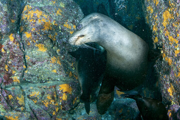 Puppy sea lion underwater looking at you