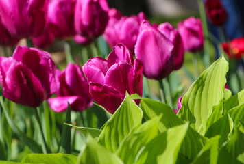 Fototapeta premium Closeup of pink tulips flowers with green leaves with selective focus. Beautiful spring blossom under sunlight in the garden