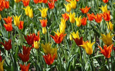 Spring meadow with a lot of multicolored red and yellow tulip flowers with selective focus, floral background