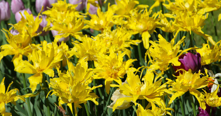 Spring blossoming yellow tulips with selective focus for bokeh flower background, large format