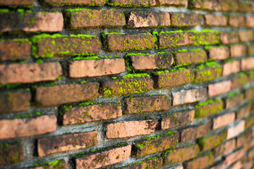 Closeup weathered bricklayers wall covered by the moss