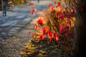 斜陽と陽だまりに紅葉が映える、12月25日、山手台北公園、宝塚市、日本