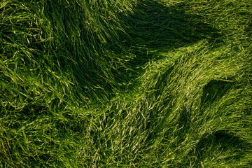 A texture of meadow grasses