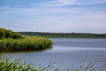River with a swamp in the village on a sunny day.
