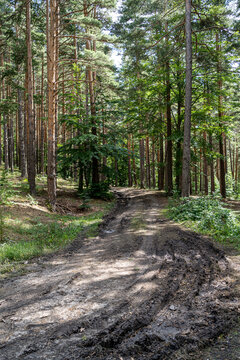 Old Country Road Through Summer Trees Woods Forest In Sunny Day. Summer Forest Landscape