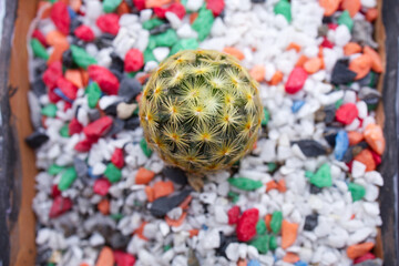 Top view of yellow-green cactus with colorful small stones on pot in natural light.