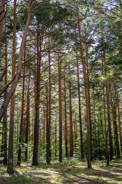 Old Country Road Through Summer Trees Woods Forest In Sunny Day. Summer Forest Landscape