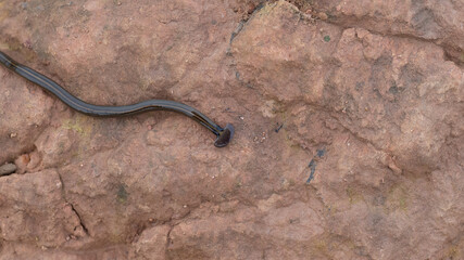 hammerhead worm on the ground