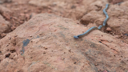 hammerhead worm on the ground