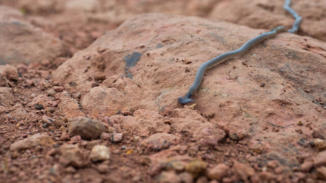 hammerhead worm on the ground