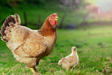 hen and chicks walking through natural grass outdoors on a sunny day on a rustic farm looking at the camera - obrazy, fototapety, plakaty