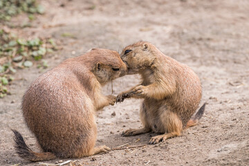 two kissing Black-Tailed Prairie Dogs