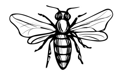 Honey Bee Vintage Vector Drawing. Hand drawn engraving illustration of insect isolated on white background. Black and white sketch of tree honeybee. Great for logo, label, icon, packaging design.