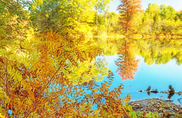 Sunny warm autumn day on the lake. Colorful yellow and orange trees by the lake. USA. Maine.
