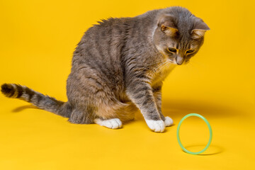 Charming cat sits and watches with interest how his toy rolls - a ring. Isolated, on a yellow...