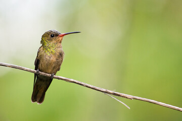 colorful hummingbird perched on a branch in the jungle