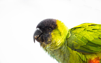 portrait of a beautifully colored tropical parrot
