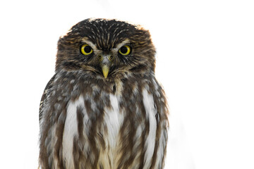 portrait of an owl with a penetrating gaze and big yellow eyes