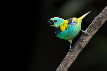 Fototapeta premium very colorful tropical bird perched on a branch